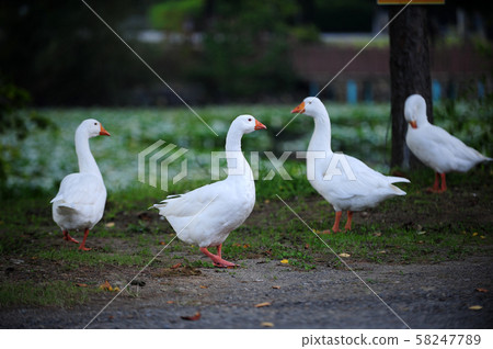 Yellow Buriori 58247789