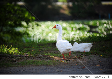 Yellow Buriori 58247791