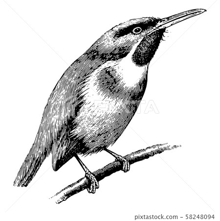 Tody, vintage illustration. Tody, vintage illustration. 58248094
