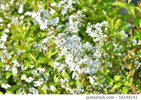 白柳的白雪皚皚的柳樹的耳朵的照片 58248141