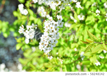 一個多雪的楊柳分支的特寫鏡頭照片與許多白色小花的 58248142