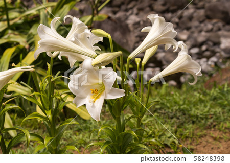 White lilly in the nature, Azores Islands 58248398