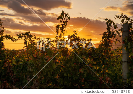 Vineyard at sunset in the highlands Vineyard at sunset in the highlands 58248758