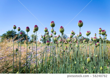 Beautiful purple green blooming round-headed garlic flower, allium sphaerocephalon on blurred meadow Beautiful purple green blooming round-headed garlic flower, allium sphaerocephalon on blurred meadow 58248782