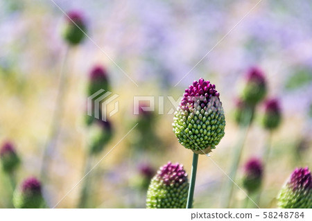 Beautiful purple green blooming round-headed garlic flower, allium sphaerocephalon on blurred meadow Beautiful purple green blooming round-headed garlic flower, allium sphaerocephalon on blurred meadow 58248784