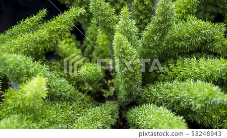 Green fern close-up . Tropical green leaves 58248943