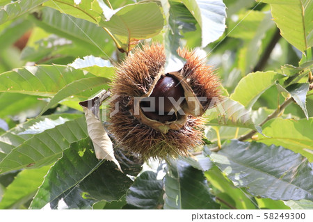 Chestnut fruit 58249300
