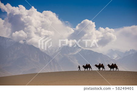 The owner of the camel was carrying the camel along the desert hills.Camels for tourists to use for tours.Professional camel rental for riding in the desert The owner of the camel was carrying the camel along the desert hills.Camels for tourists to use for tours.Professional camel rental for riding in the desert 58249401