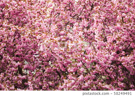 Big tree with sakura blossom as a pattern for background Big tree with sakura blossom as a pattern for background 58249491