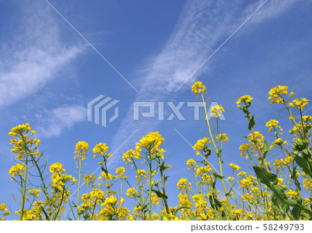強奸的花朵和春天的天空32410 強奸的花朵和春天的天空32410 58249793