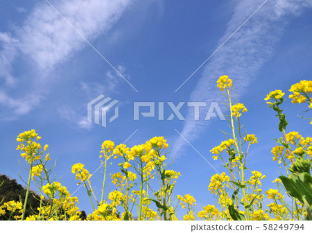 強奸的花朵和春天的天空32411 強奸的花朵和春天的天空32411 58249794