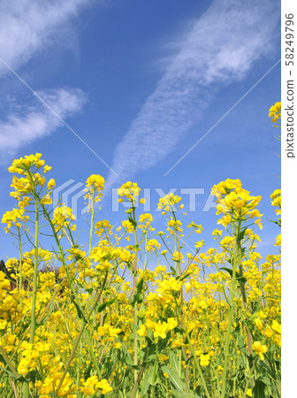 強奸的花朵和春天的天空32413 強奸的花朵和春天的天空32413 58249796