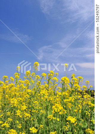 強奸的花朵和春天的天空32414 強奸的花朵和春天的天空32414 58249797