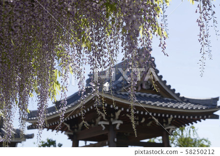 Jeonenji wisteria flowers Jeonenji wisteria flowers 58250212