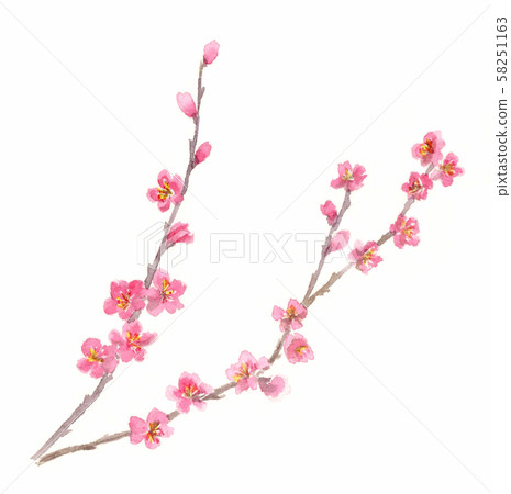 梅花，一點，手繪水彩插圖 58251163