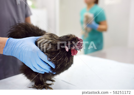 Vet doctor checkup chiken. Veterinarian clinic 58251172