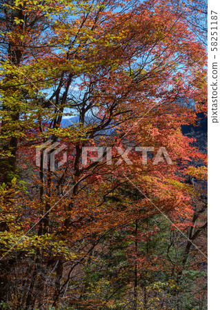 Autumn leaves of Mt. Myogi forest Autumn leaves of Mt. Myogi forest 58251187