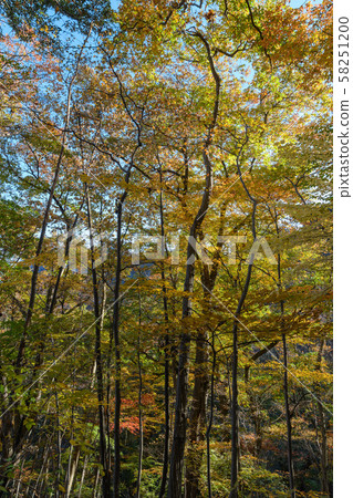 Autumn leaves of Mt. Myogi forest Autumn leaves of Mt. Myogi forest 58251200