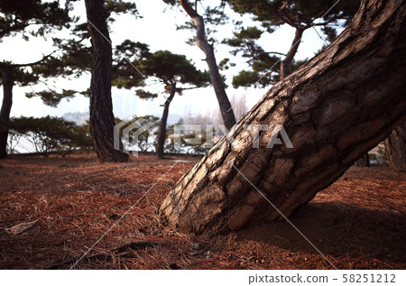 Ilsan Lake Park in Goyang-si, South Korea. The largest artificial lake park in the Orient. 58251212