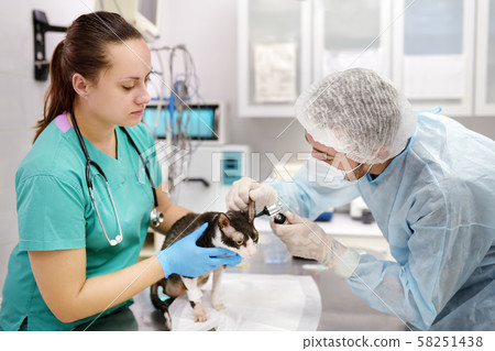 Veterinarian examines a cat of a disabled Cornish Rex 58251438