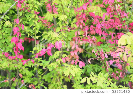 Pierced autumn leaves Pierced autumn leaves 58251480