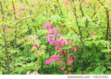 Pierced autumn leaves 58251482
