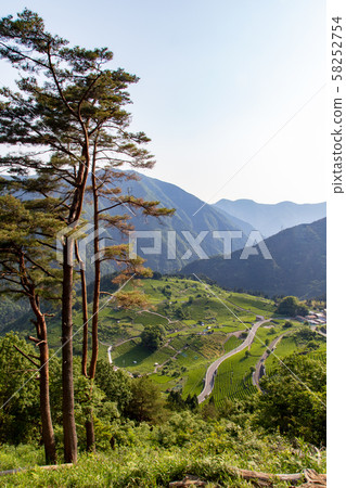 <Gifu Prefecture> Tea in the sky 58252754