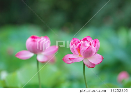 粉色蓮花 58252895