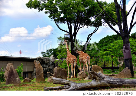 橫濱動物園動物園長頸鹿 58252976