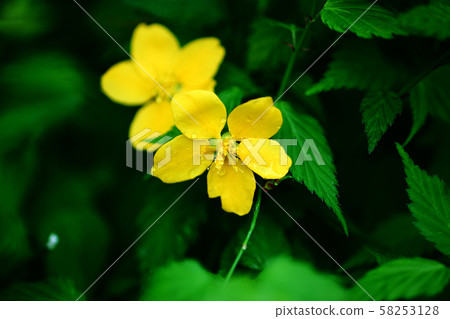 雨後，山吹花開 58253128