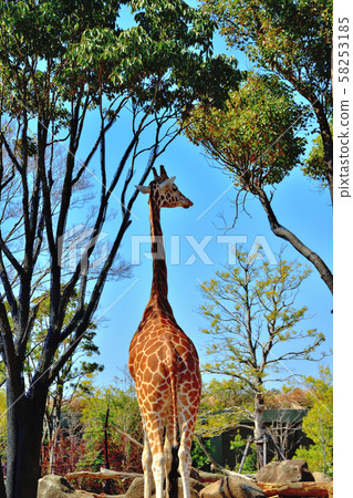橫濱動物園動物園長頸鹿 橫濱動物園動物園長頸鹿 58253185