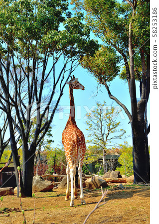 橫濱動物園動物園長頸鹿 橫濱動物園動物園長頸鹿 58253186