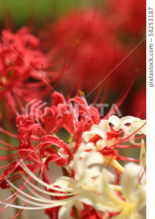 群集孤挺花擁抱 群集孤挺花擁抱 58253187