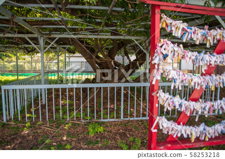 Hagi Shrine (Fuji Shelf) Hagi Shrine (Fuji Shelf) 58253218