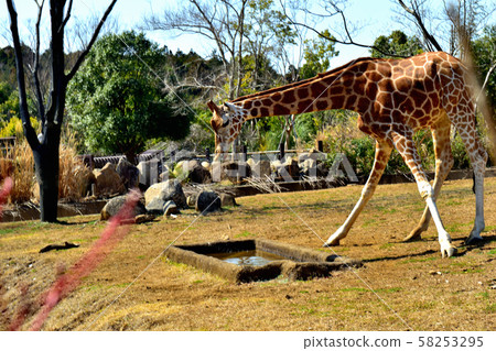 橫濱動物園動物園長頸鹿 橫濱動物園動物園長頸鹿 58253295