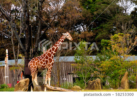 橫濱動物園動物園長頸鹿 橫濱動物園動物園長頸鹿 58253300