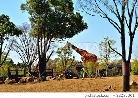 橫濱動物園動物園長頸鹿 橫濱動物園動物園長頸鹿 58253301