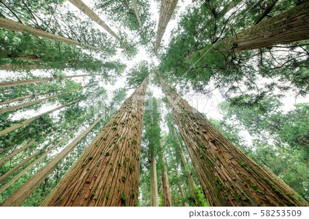 Giant cedar plantation (Yamagata Prefecture) Giant cedar plantation (Yamagata Prefecture) 58253509