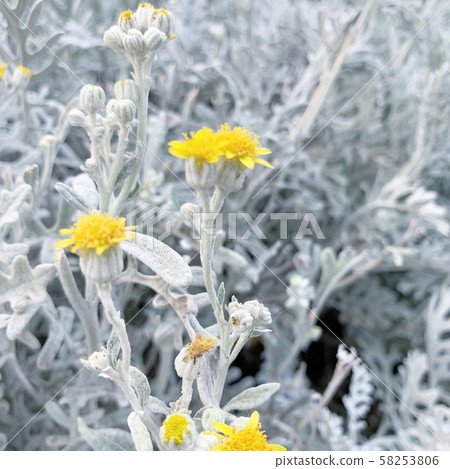 Flowers in the world on ice Flowers in the world on ice 58253806