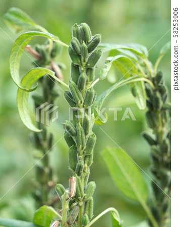 Sesame field Kingoma 58253906