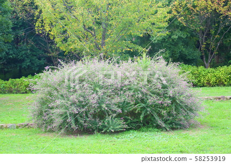 秋天公園Hagi花 秋天公園Hagi花 58253919