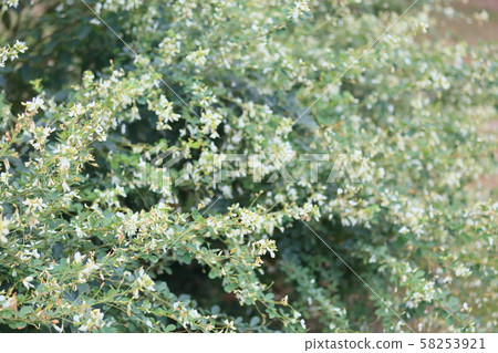 秋公園白鳳花 秋公園白鳳花 58253921
