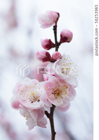 Pink plum blossoms 58253965