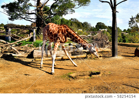 Yokohama ZOORASIA Zoo Giraffe Yokohama ZOORASIA Zoo Giraffe 58254154