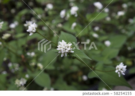 Gomari, flowers Gomari, flowers 58254155