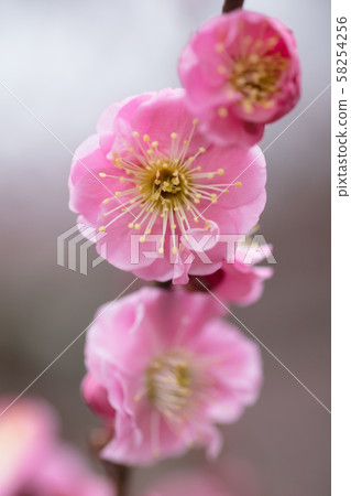 Pink plum blossoms 58254256