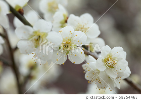 white plum blossom white plum blossom 58254465