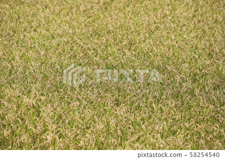 稻田 稻田 58254540