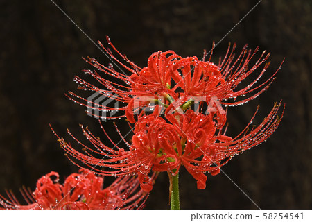 Cluster amaryllis 58254541