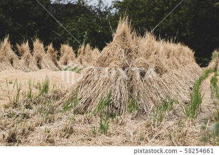Rice straw dried and rice husk mountain b-2 Low saturation 58254661